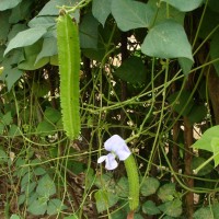 Psophocarpus tetragonolobus (L.) DC.